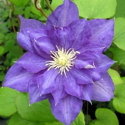 Клематис БЬЮТИ ОФ ВОЧЕСТЕР  Клематис БЬЮТИ ОФ ВОЧЕСТЕР в Москве