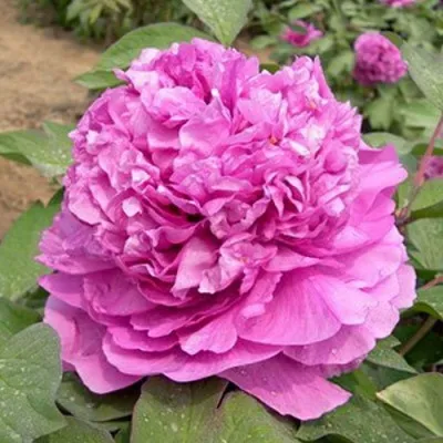 Пион ОРНАМЕНТ древовидный — описание сорта Пион ОРНАМЕНТ древовидный в Москве