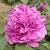 Пион ОРНАМЕНТ древовидный — описание сорта Пион ОРНАМЕНТ древовидный в Москве