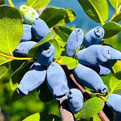 Жимолость съедобная АВРОРА  Жимолость съедобная АВРОРА в Москве