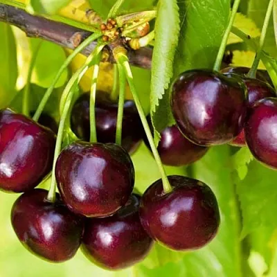 Черешня ИПУТЬ  Черешня ИПУТЬ в Москве