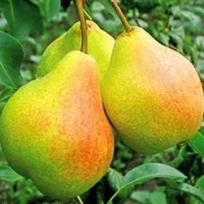 Груша ФЕЕРИЯ — описание сорта Груша ФЕЕРИЯ в Москве