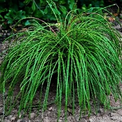 Туя ВИПКОРД складчатая  Туя ВИПКОРД складчатая в Москве