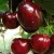 Черешня ЛАПИНС — описание сорта Черешня ЛАПИНС в Москве