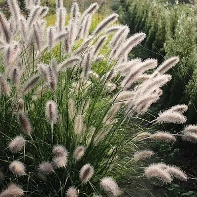 Пеннисетум ЛЕДИ Ю в Москве