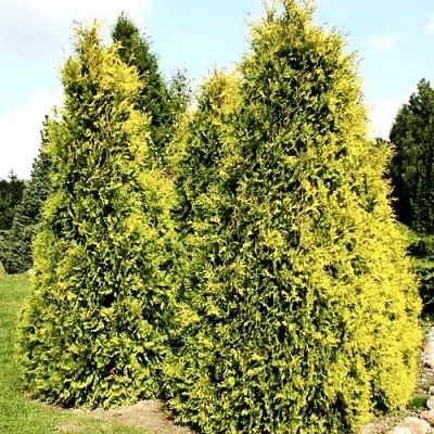 Туя САЛЛАНД западная  Туя САЛЛАНД западная в Москве
