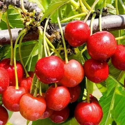 Черешня БЮТТНЕРА КРАСНАЯ в Москве