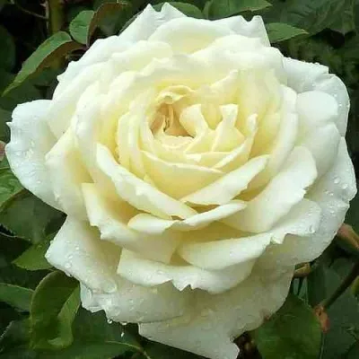 Саженцы роз ЖАННА МОРО чайно-гибридная — описание сорта Саженцы роз ЖАННА МОРО чайно-гибридная в Москве