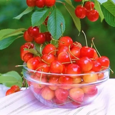 Черешня НАСЛАЖДЕНИЕ — описание сорта Черешня НАСЛАЖДЕНИЕ в Москве