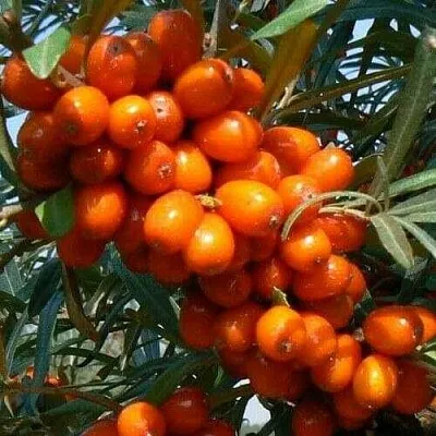 Облепиха ПЛАМЕННАЯ  Облепиха ПЛАМЕННАЯ в Москве