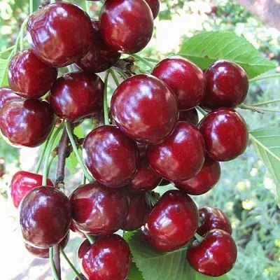 Черешня ОДРИНКА  Черешня ОДРИНКА в Москве