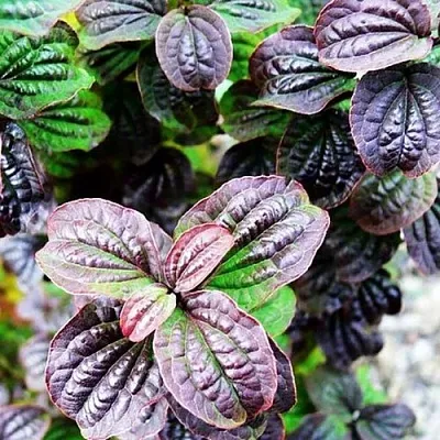 дерен КОМПРЕССА кроваво-красный  дерен КОМПРЕССА кроваво-красный в Москве