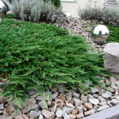 Можжевельник ПРИНЦ ОФ УЭЛЬС горизонтальный — описание сорта Можжевельник ПРИНЦ ОФ УЭЛЬС горизонтальный в Москве