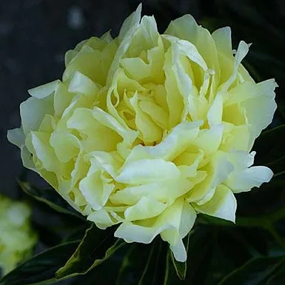 Пион ЗОЛОТАЯ КОЛЕСНИЦА травянистый  Пион ЗОЛОТАЯ КОЛЕСНИЦА травянистый в Москве