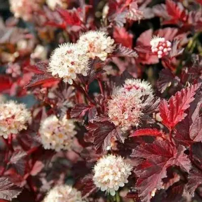 Пузыреплодник ЛЕДИ ИН РЕД — описание сорта Пузыреплодник ЛЕДИ ИН РЕД в Москве