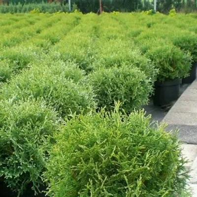 Туя ТИНИ ТИМ западная в Москве