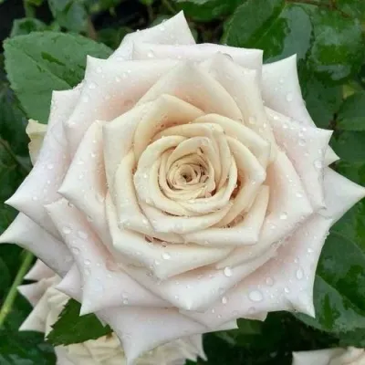 Саженцы роз МЕНТА чайно-гибридная — описание сорта Саженцы роз МЕНТА чайно-гибридная в Москве