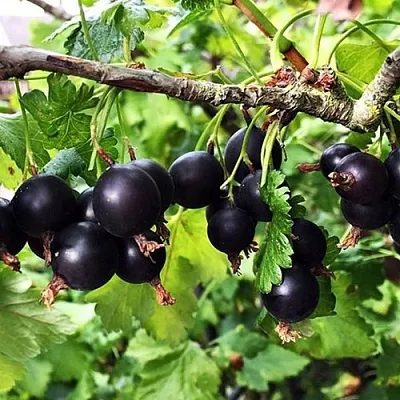 Йошта КРЫМСКАЯ  Йошта КРЫМСКАЯ в Москве