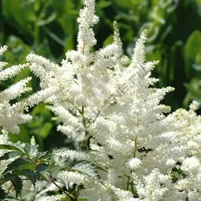 Астильба ХЭППИ ДЕЙ Арендса  Астильба ХЭППИ ДЕЙ Арендса в Москве