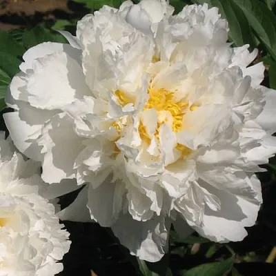 Пион БОУЛ ОФ КРИМ травянистый  Пион БОУЛ ОФ КРИМ травянистый в Москве