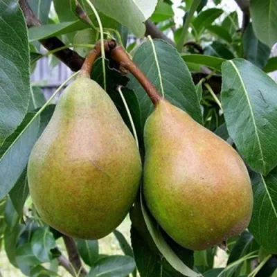 Груша ЯБЛУНИВСКАЯ — описание сорта Груша ЯБЛУНИВСКАЯ в Москве