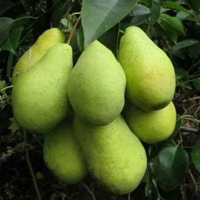 Груша ФЕВРАЛЬСКИЙ СУВЕНИР — описание сорта Груша ФЕВРАЛЬСКИЙ СУВЕНИР в Москве