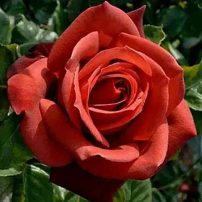 Саженцы роз ТЕРРАКОТА чайно-гибридная  Саженцы роз ТЕРРАКОТА чайно-гибридная в Москве