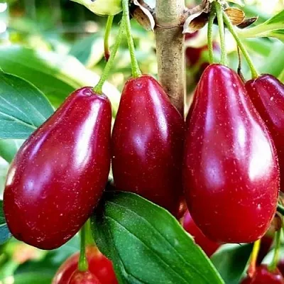 Кизил ВЛАДИМИРСКИЙ  Кизил ВЛАДИМИРСКИЙ в Москве