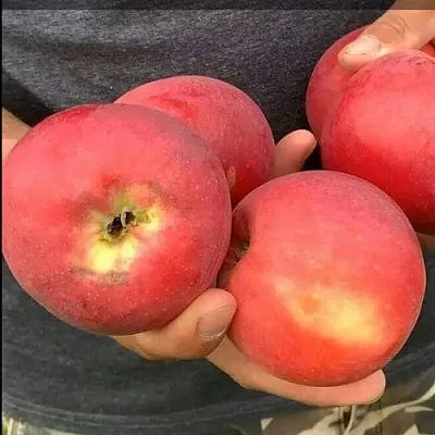 саженцы яблони саженцы яблони