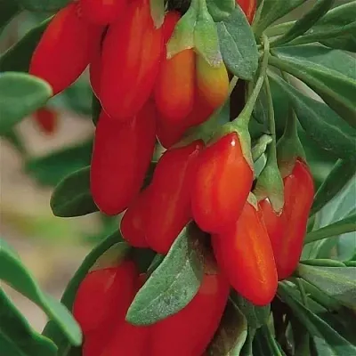 Годжи ВЯЧЕСЛАВ  Годжи ВЯЧЕСЛАВ в Москве