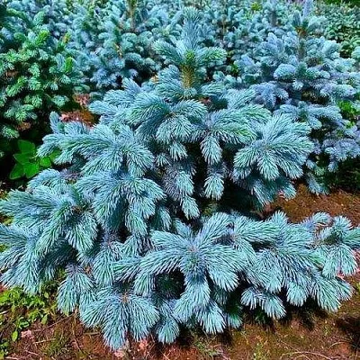 Ель СУПЕР БЛЮ СИДЛИНГ колючая  Ель СУПЕР БЛЮ СИДЛИНГ колючая в Москве