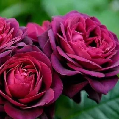 Саженцы роз ГРАФИНЯ ДИАНА чайно-гибридная — описание сорта Саженцы роз ГРАФИНЯ ДИАНА чайно-гибридная в Москве