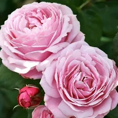 Саженцы роз ДИТЕР МЮЛЛЕР шраб в Москве