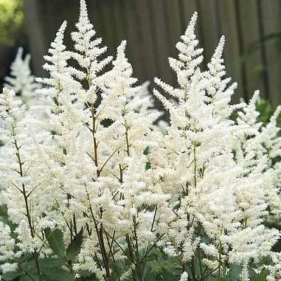 Астильба ВИЖНС ИН ВАЙТ китайская  Астильба ВИЖНС ИН ВАЙТ китайская в Москве