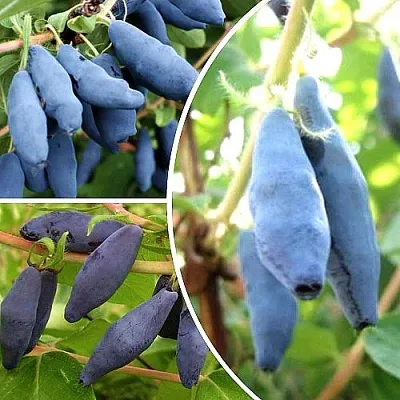 Комплект СЛАДКИЕ ХИТЫ в Москве