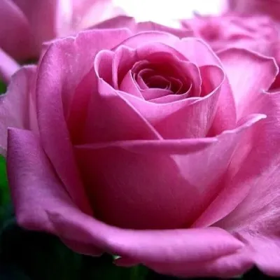 Саженцы роз ЭЙФЕЛЕВА БАШНЯ чайно-гибридная — описание сорта Саженцы роз ЭЙФЕЛЕВА БАШНЯ чайно-гибридная в Москве