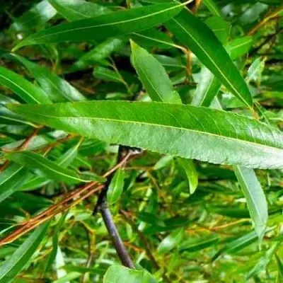 Ива ломкая  — описание сорта Ива ломкая  в Москве