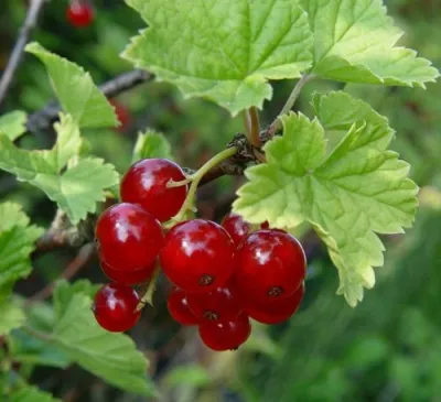 Смородина альпийская ШМИДТ — описание сорта Смородина альпийская ШМИДТ в Москве