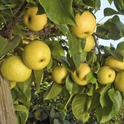 Груша ОЛИМПИК азиатская — описание сорта Груша ОЛИМПИК азиатская в Москве