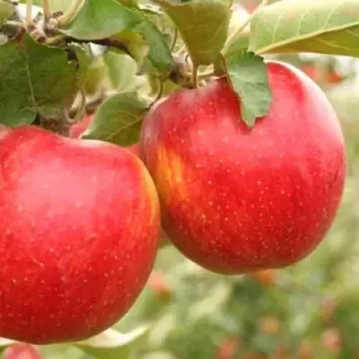 Яблоня ДЖОНАГОЛД  Яблоня ДЖОНАГОЛД в Москве
