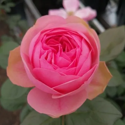 Саженцы роз ДЖОЛЛИ чайно-гибридная — описание сорта Саженцы роз ДЖОЛЛИ чайно-гибридная в Москве