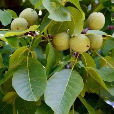 Грецкий орех САМОХВАЛОВИЧСКИЙ 1 — описание сорта Грецкий орех САМОХВАЛОВИЧСКИЙ 1 в Москве