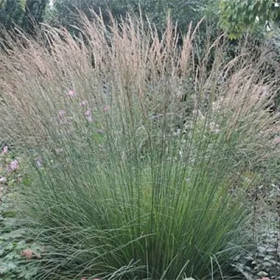 Молиния ХАЙДЕБРАУТ голубая  Молиния ХАЙДЕБРАУТ голубая в Москве