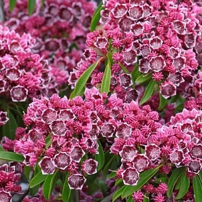 Кальмия  Кальмия в Москве