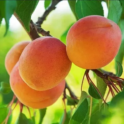 Абрикос ДЕБЮТ  Абрикос ДЕБЮТ в Москве