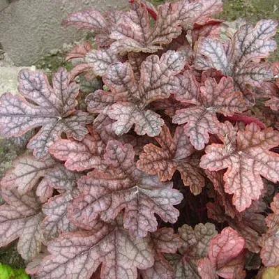 Гейхера ГАНСМОУК  Гейхера ГАНСМОУК в Москве