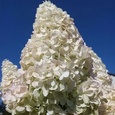 Гортензия ПОЛАР БИР метельчатая  Гортензия ПОЛАР БИР метельчатая в Москве