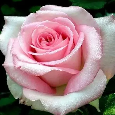 Саженцы роз ЭММА ДЕ МЕЙЯН чайно-гибридная  Саженцы роз ЭММА ДЕ МЕЙЯН чайно-гибридная в Москве