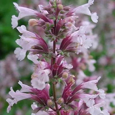 саженцы котовника саженцы котовника