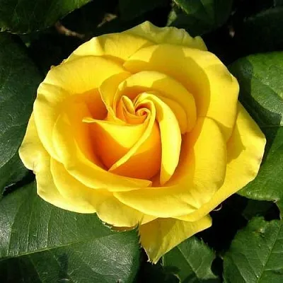 Саженцы роз ПАПИЛОН чайно-гибридная  Саженцы роз ПАПИЛОН чайно-гибридная в Москве